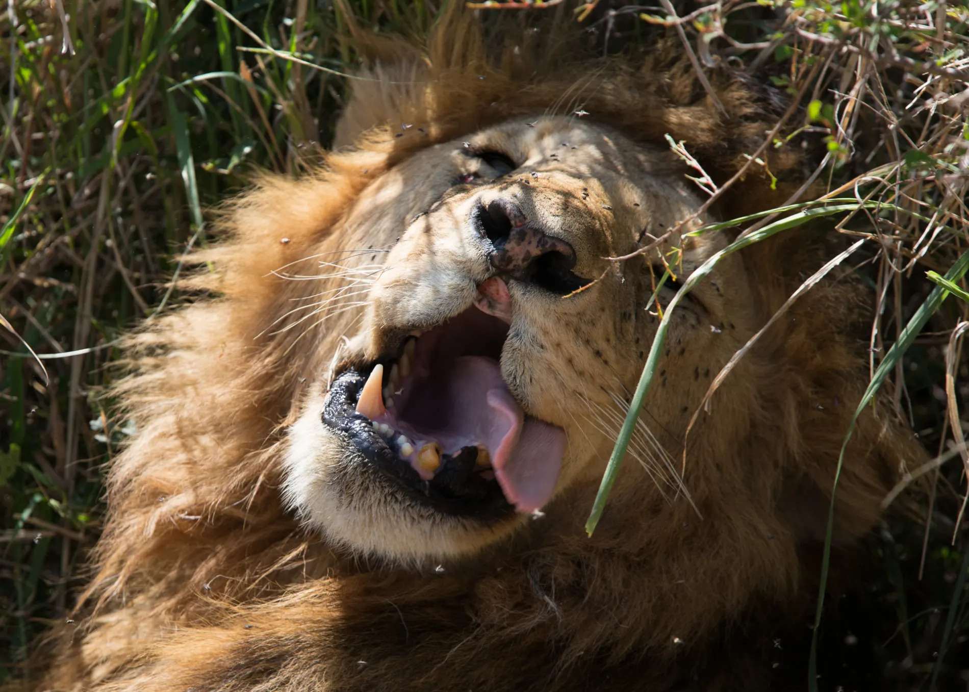 male lion 2