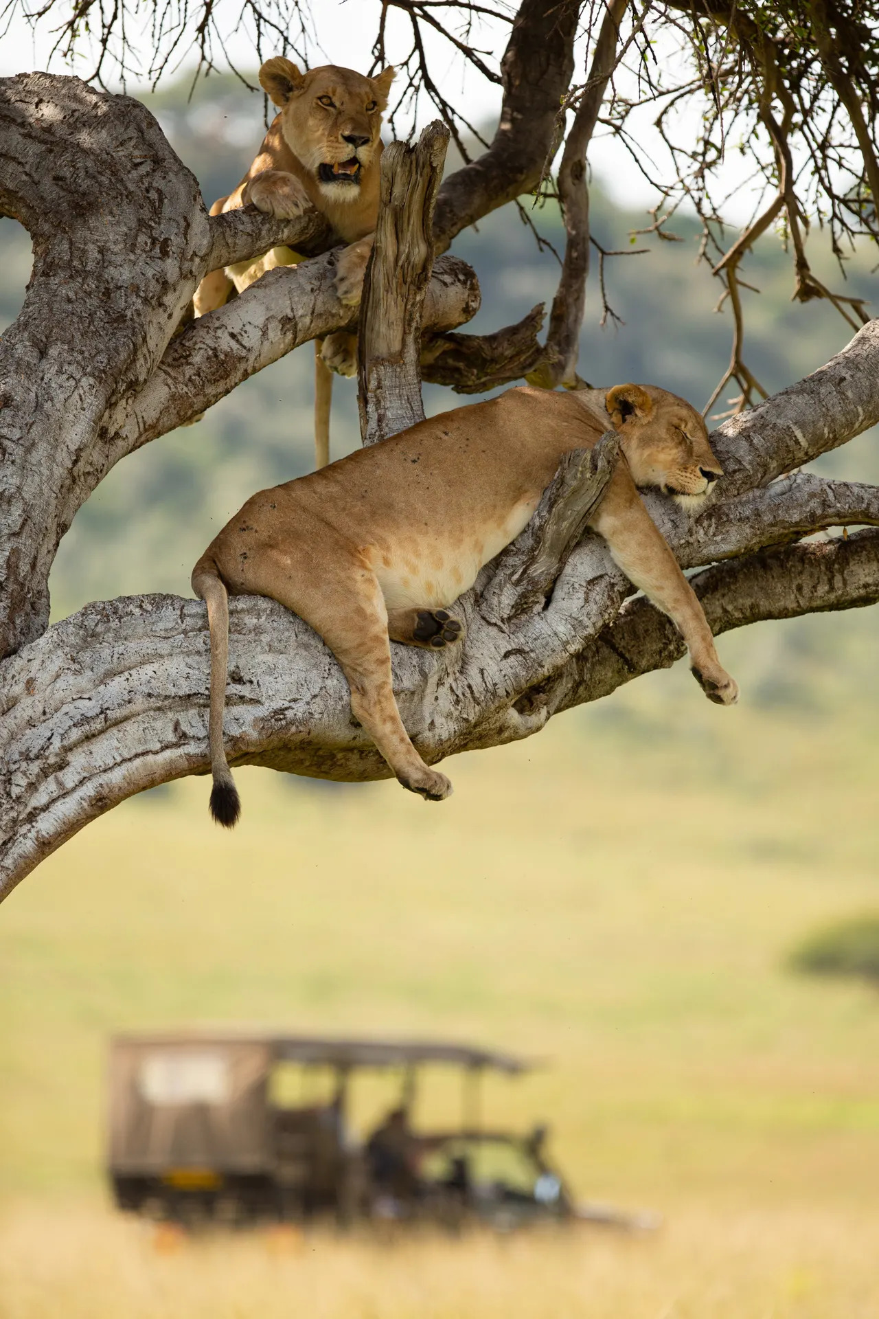 Lion Sleeping in Tree
