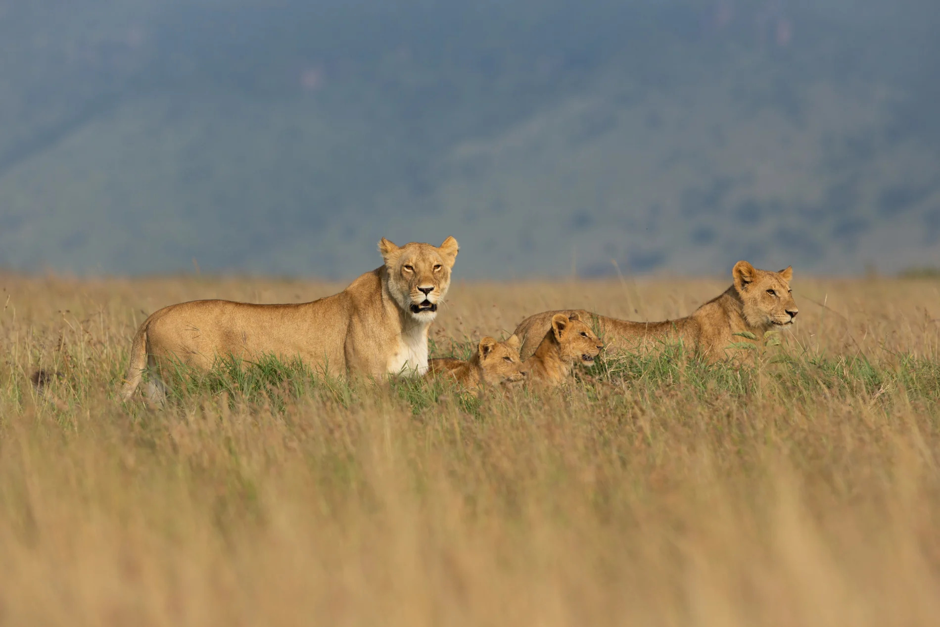 Lion family 