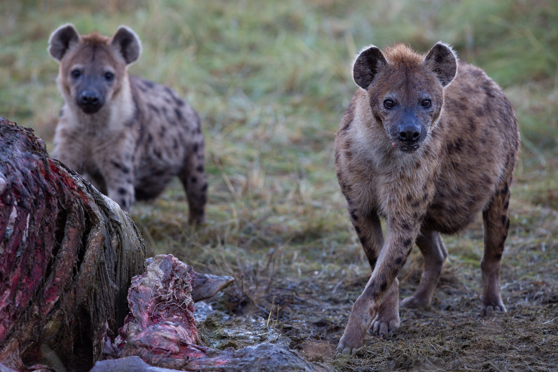 Hyena pair