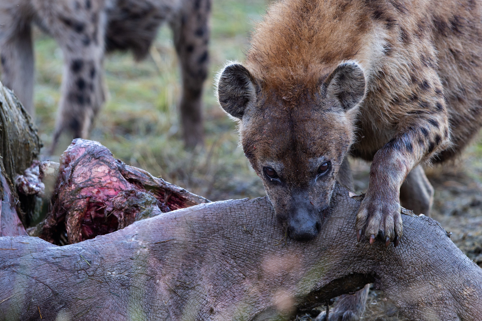 Hyena and hippo kill