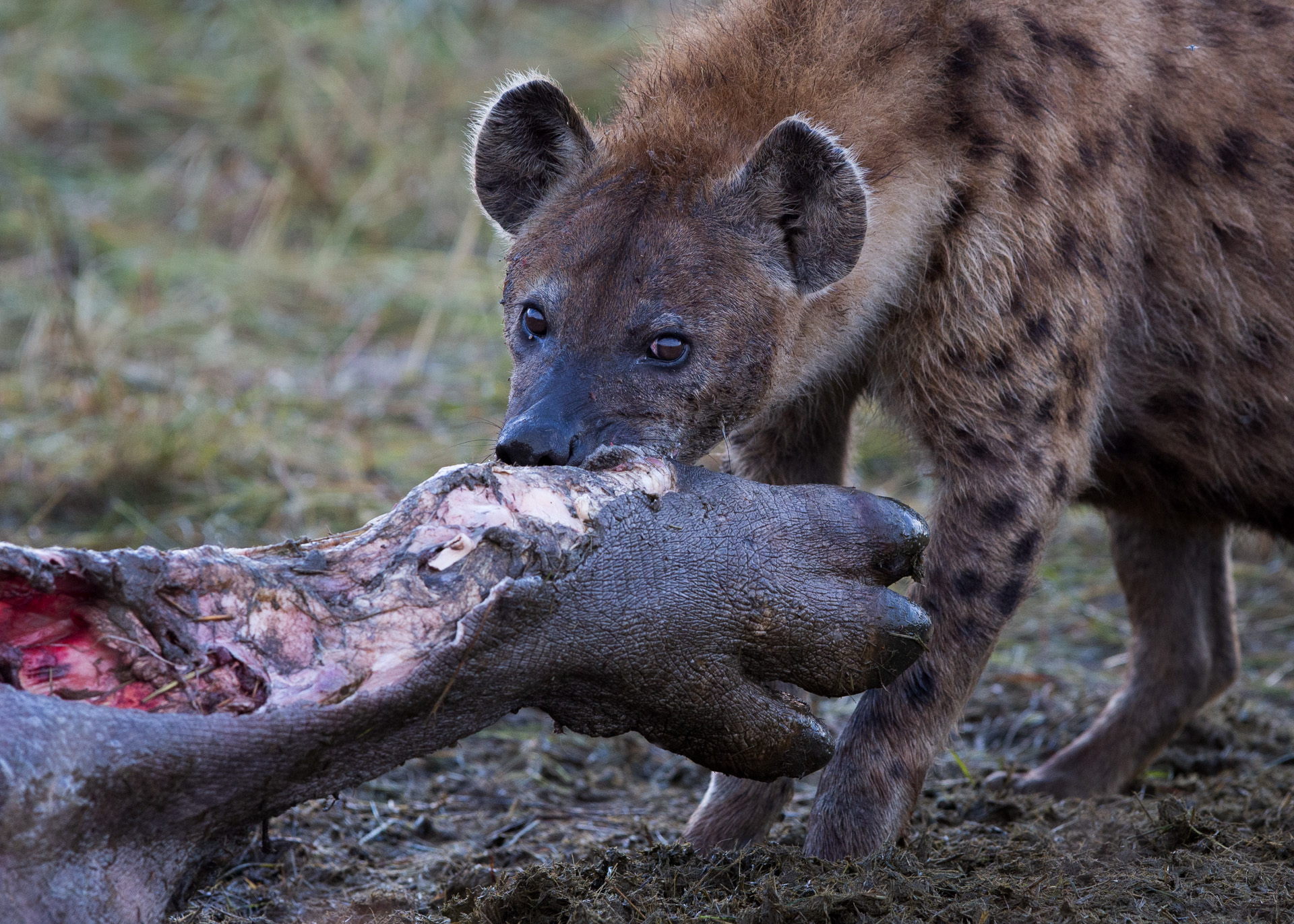 Hyena & hippo foot