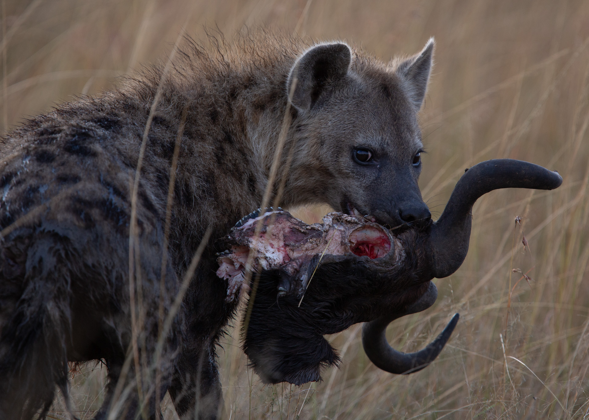 Hyena and wildebeest