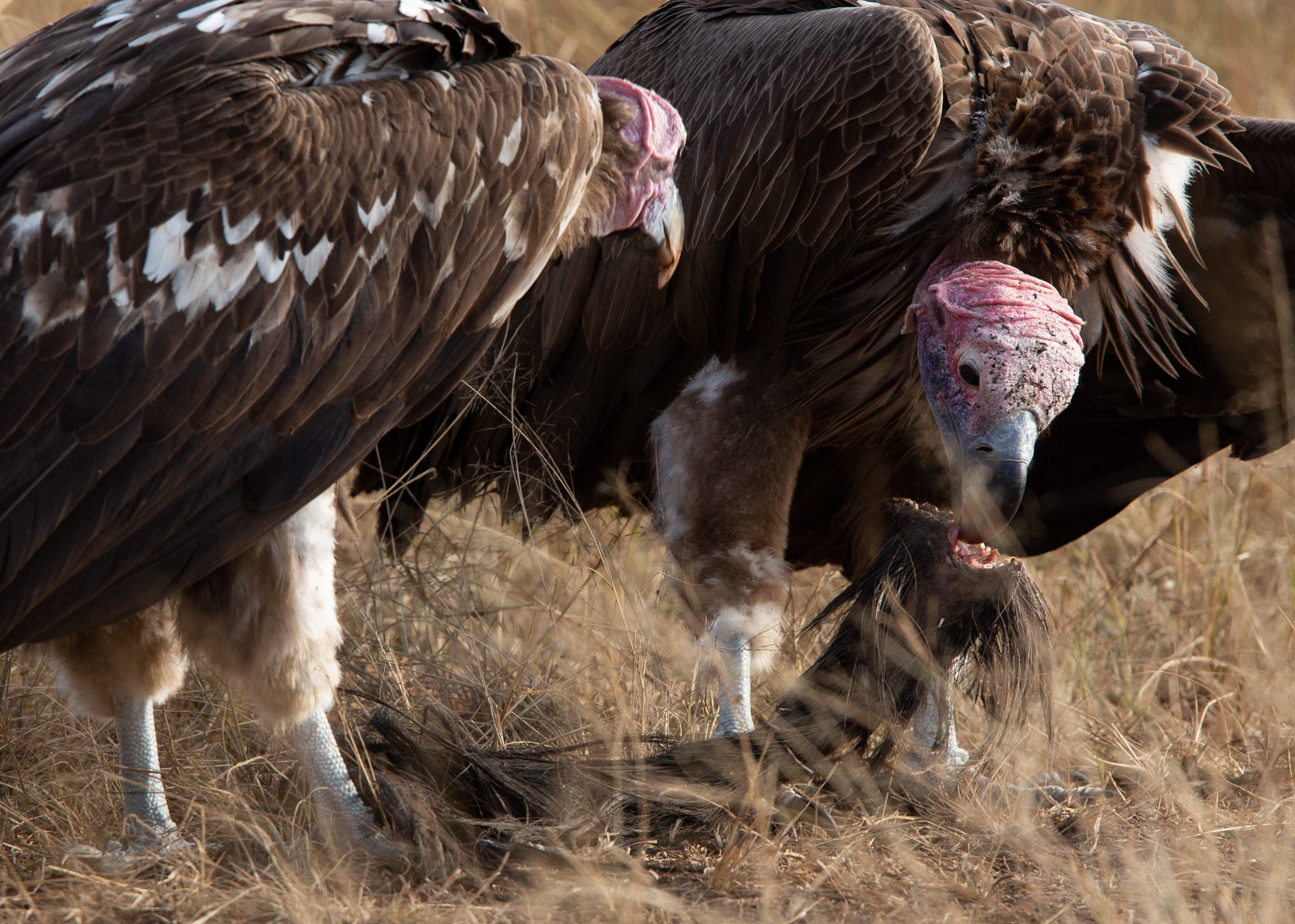 Vultures