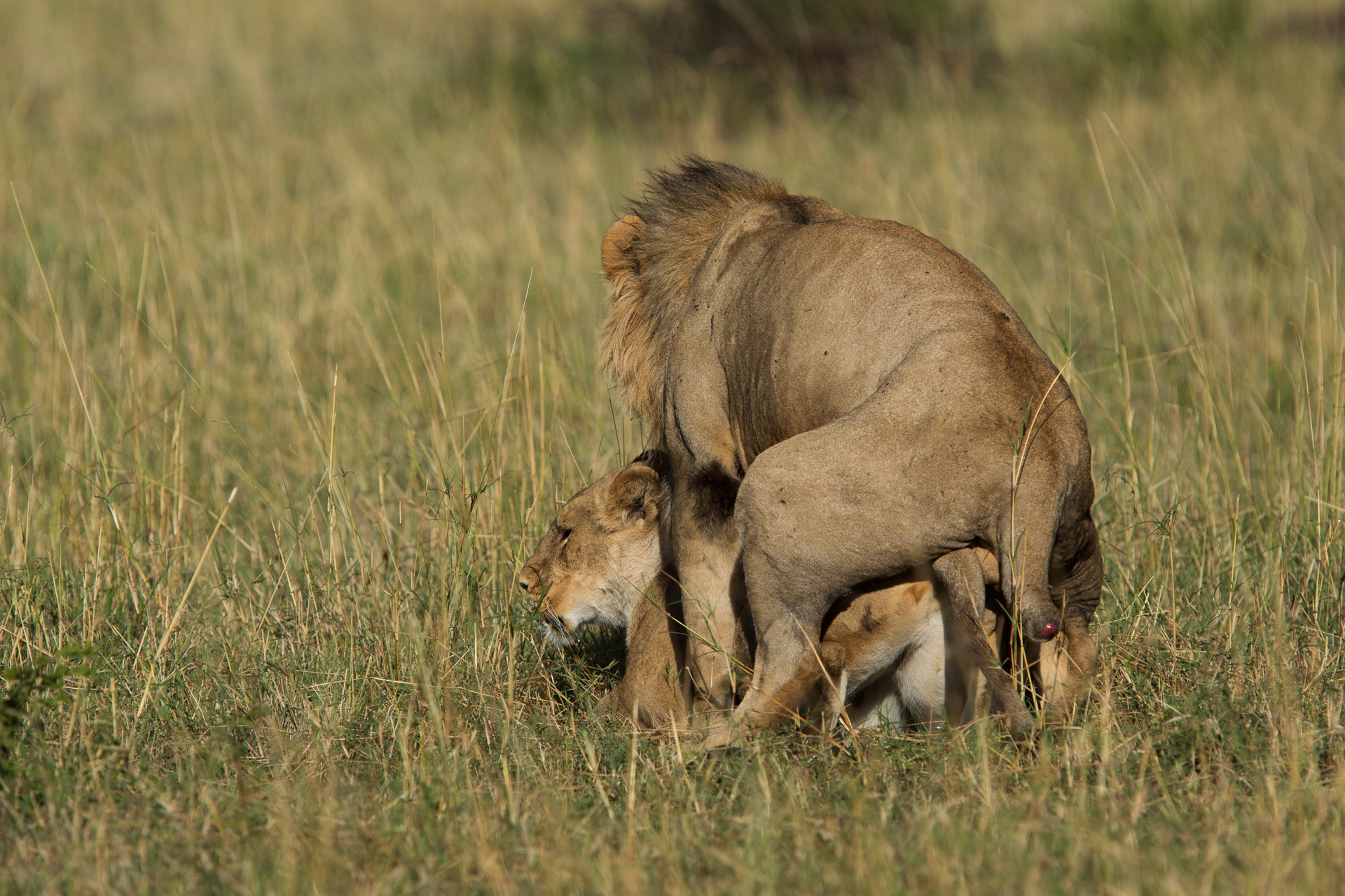 Lions mating