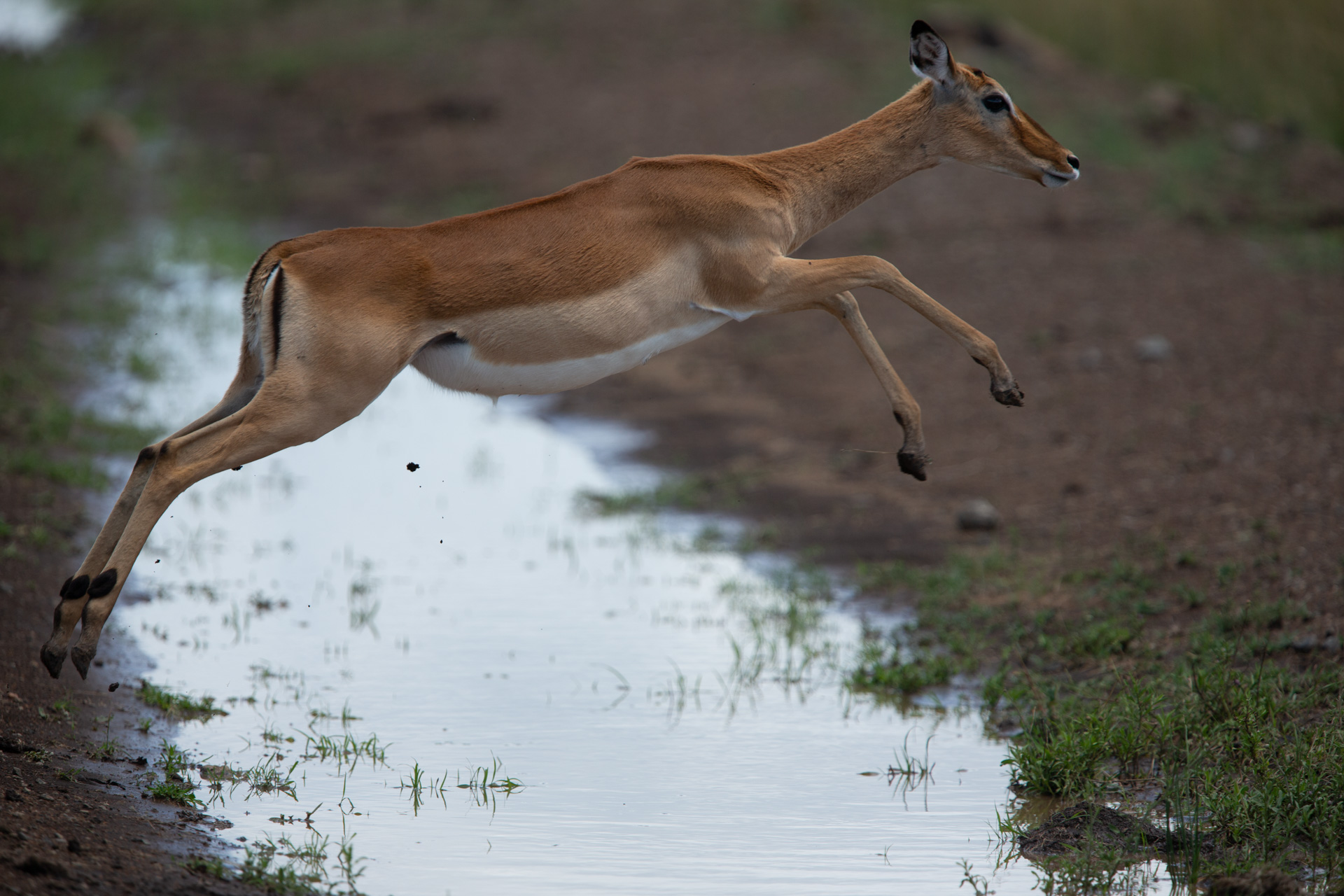 Impala jump