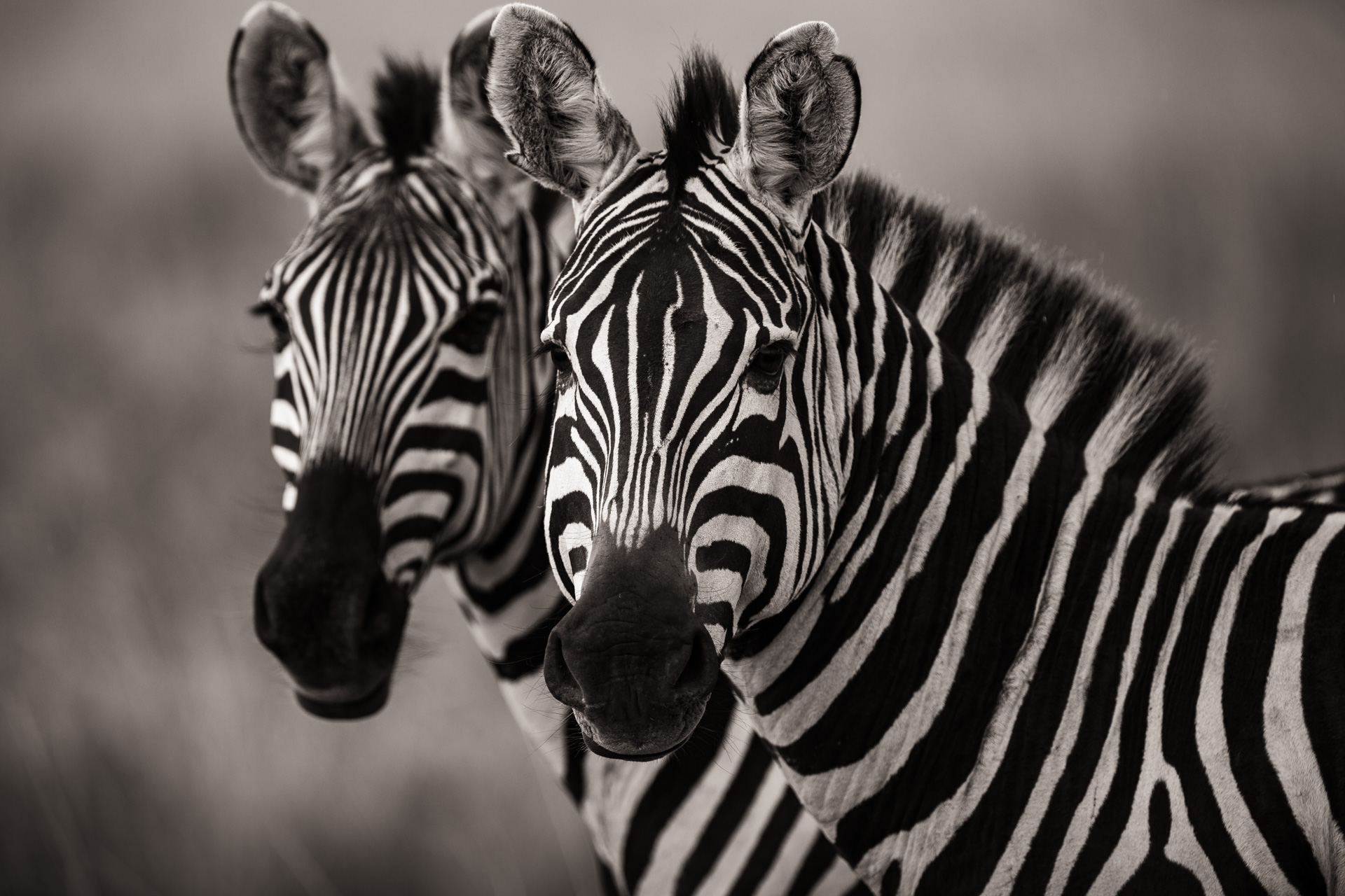 two zebras 