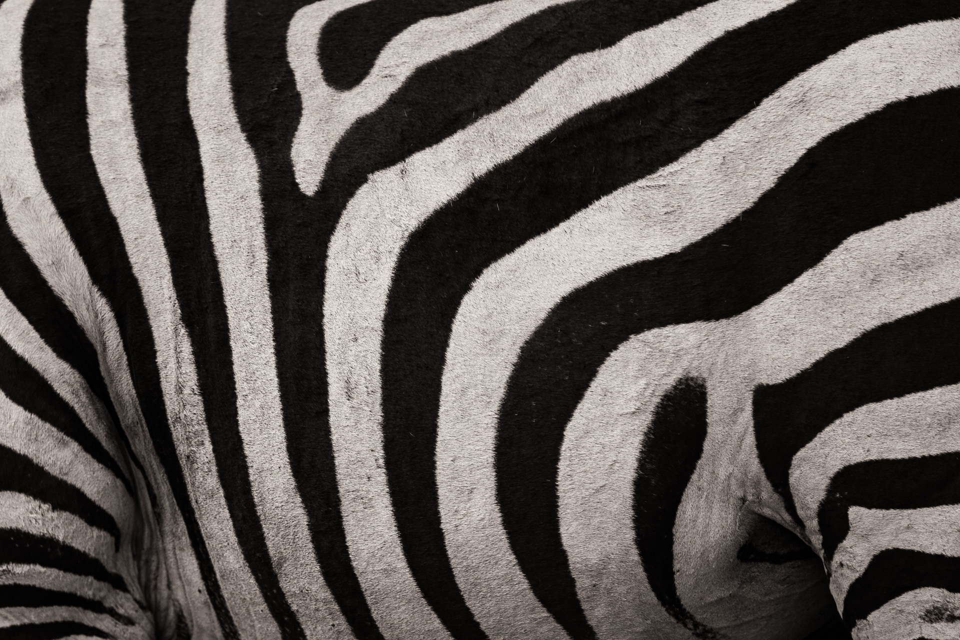 Zebra skin