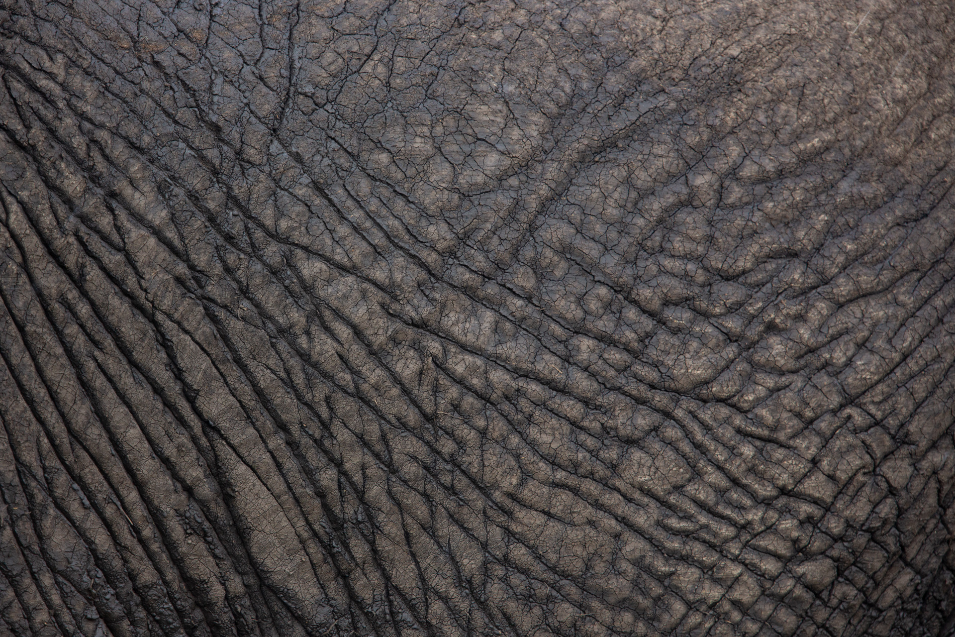 Elephant skin