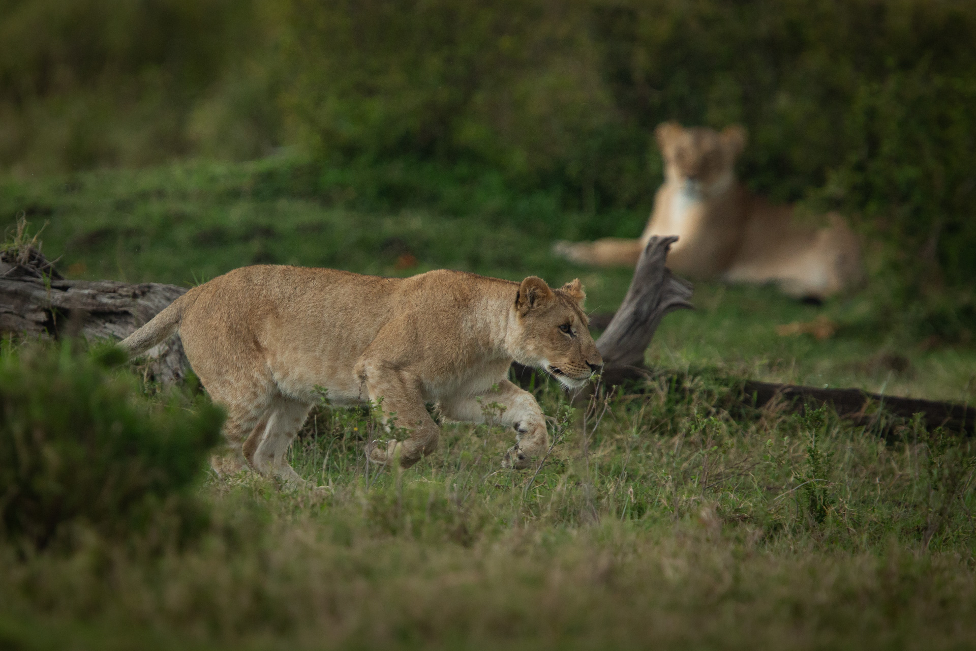 Two lions