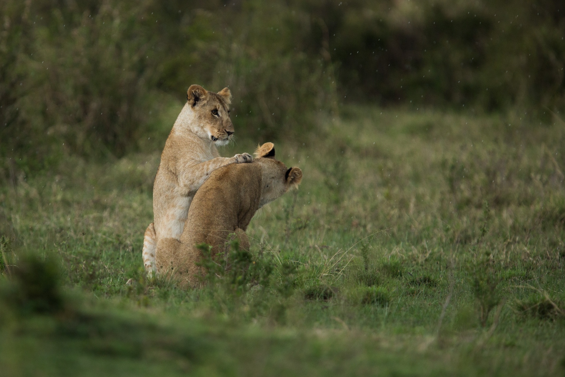 Lioness playing