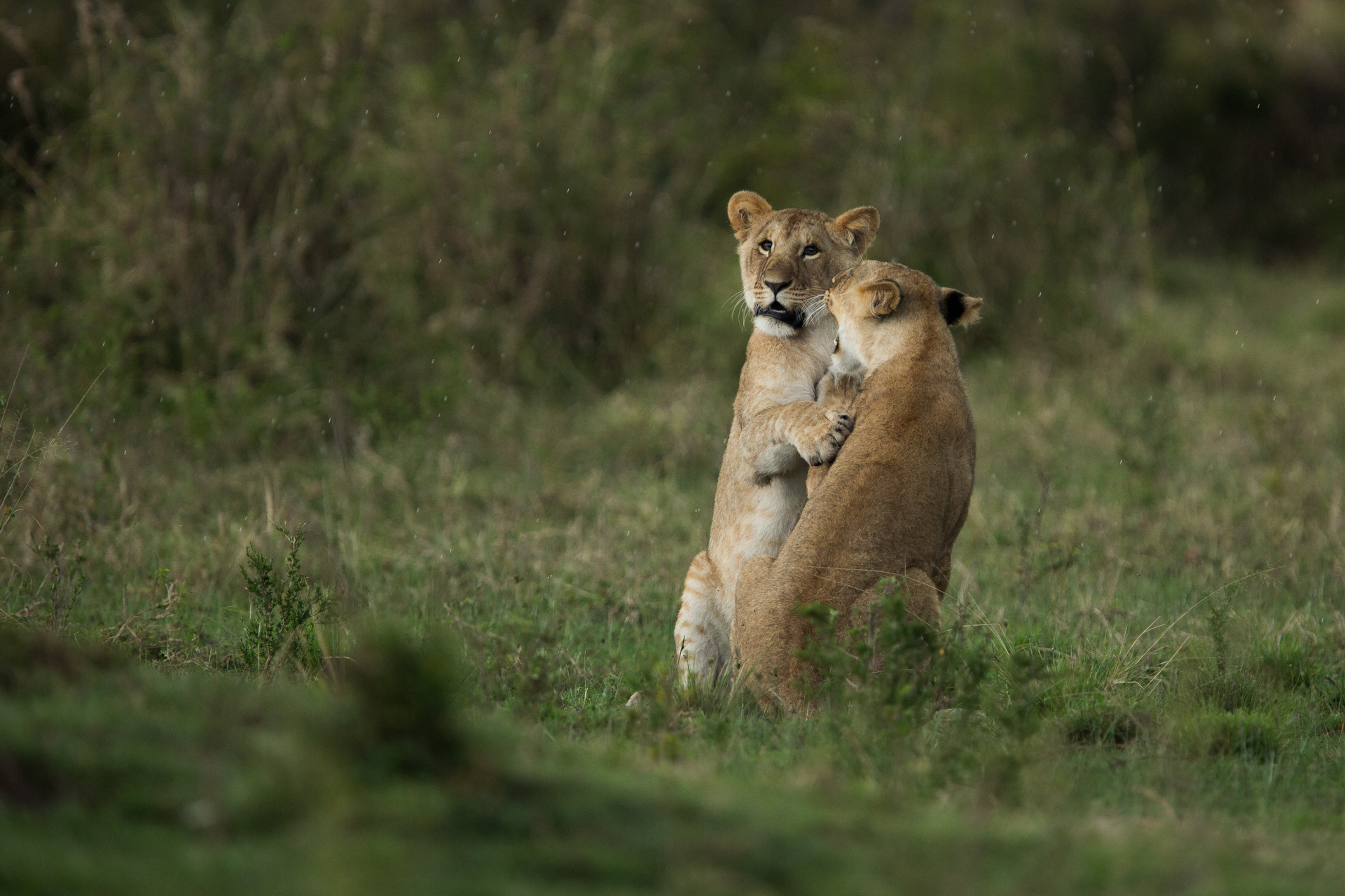 More of the lionesses playing