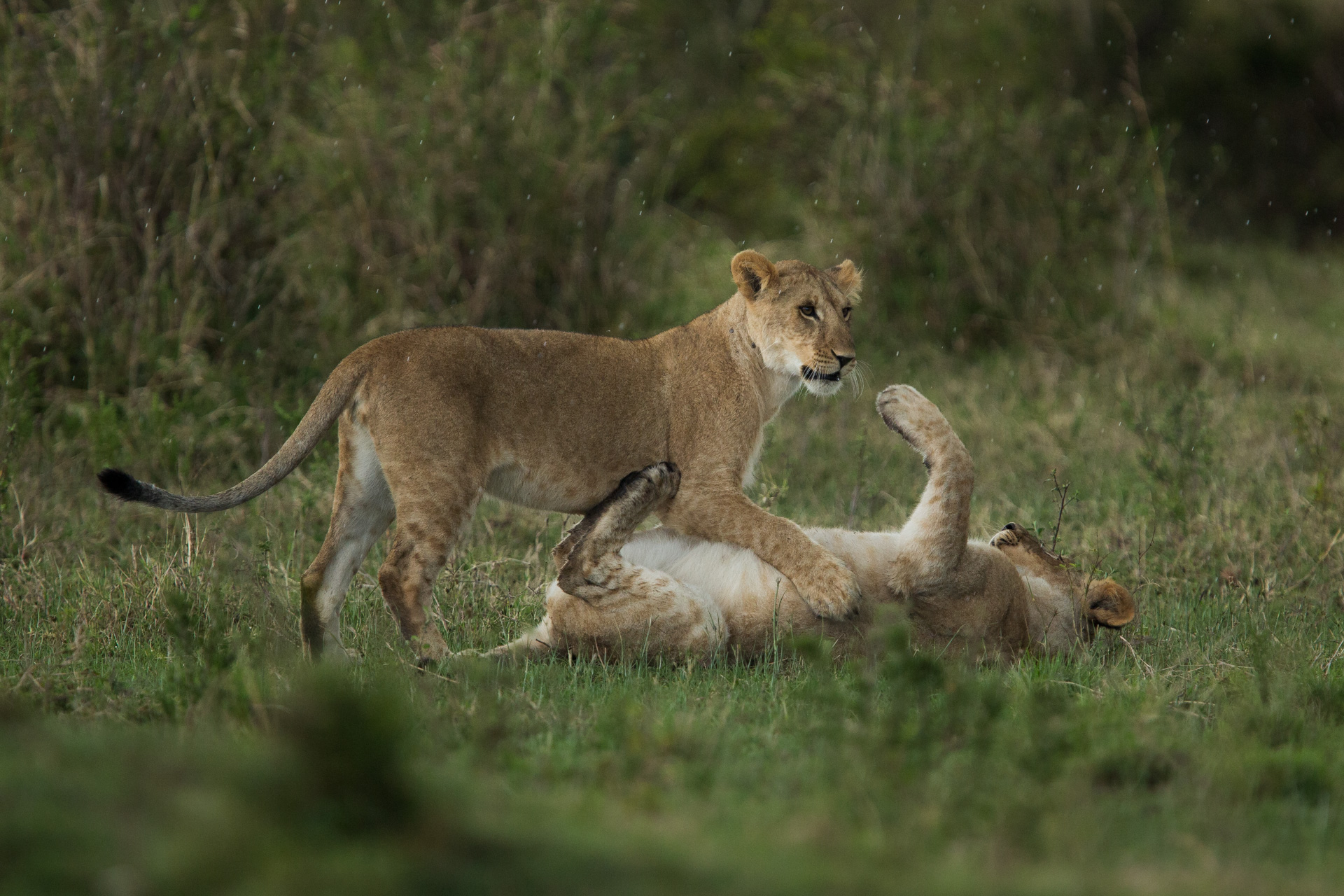 Lionesses playing