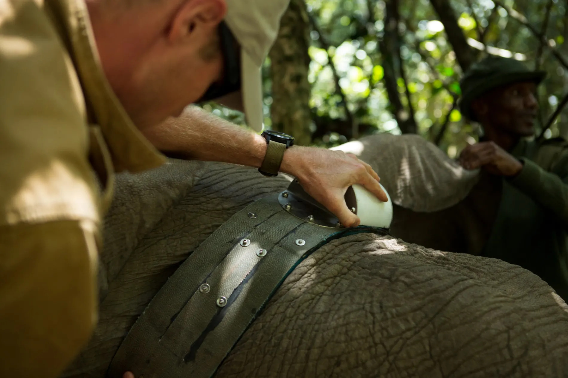 Elephant collar