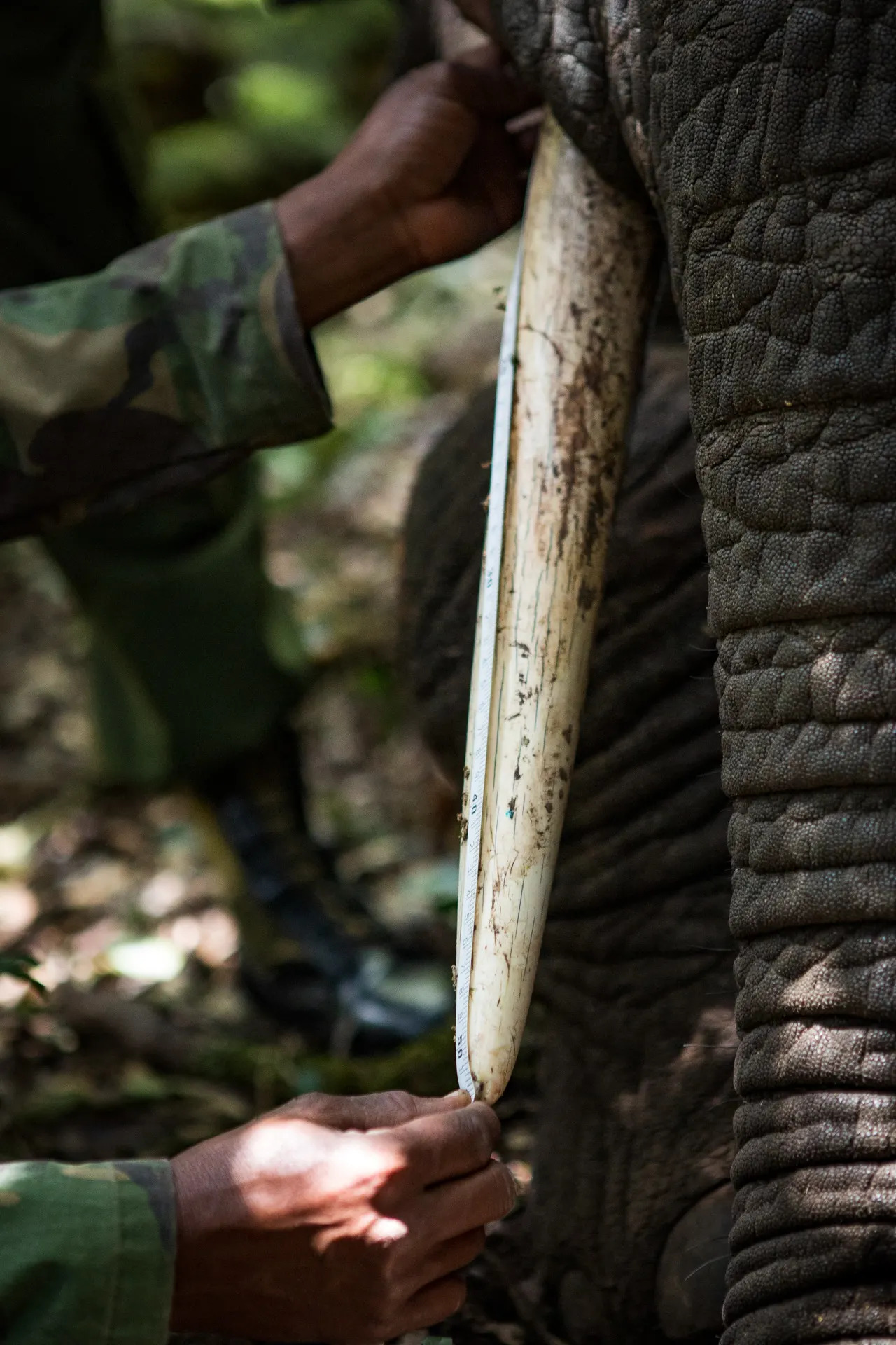 Measuring tusks