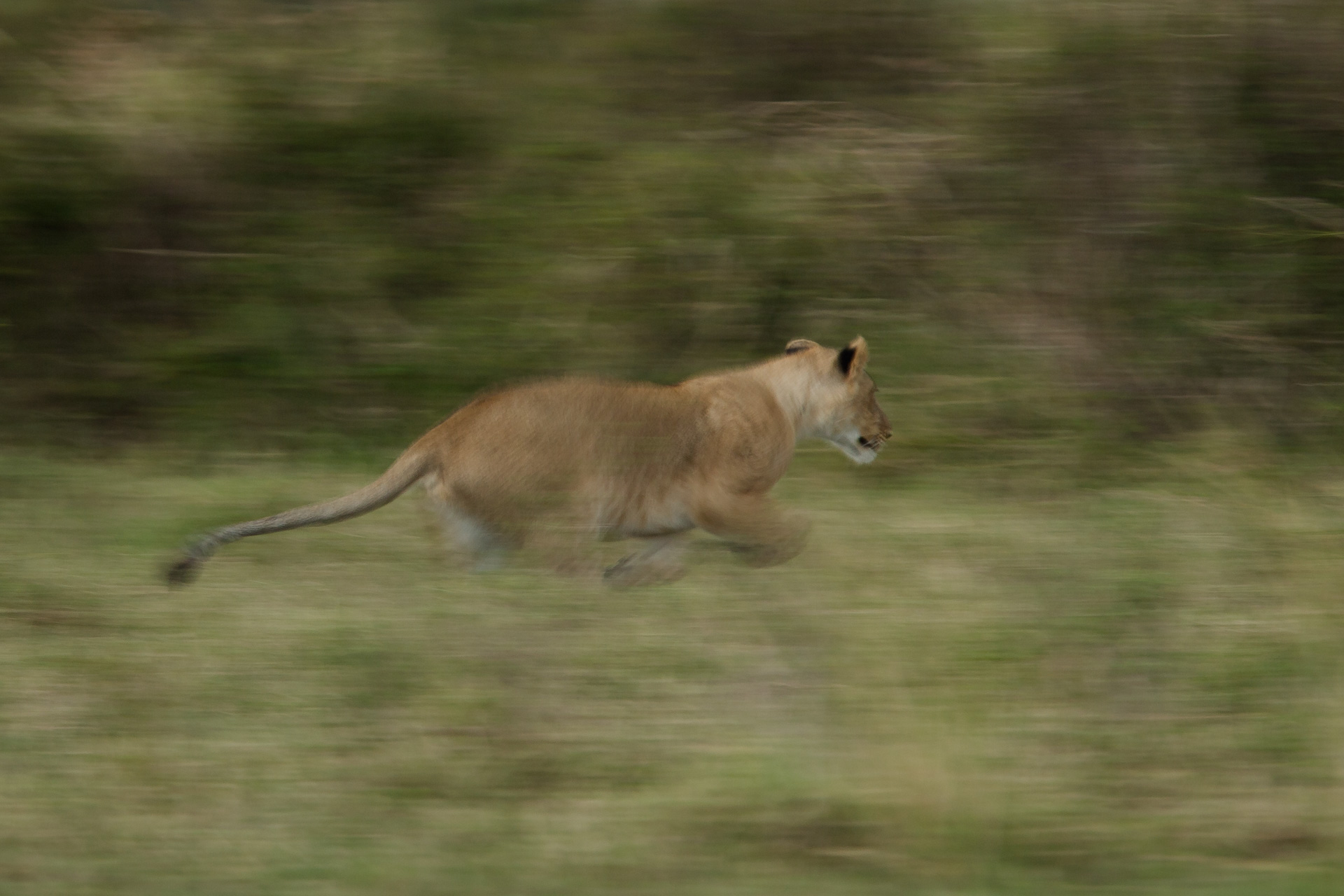 Lion blur