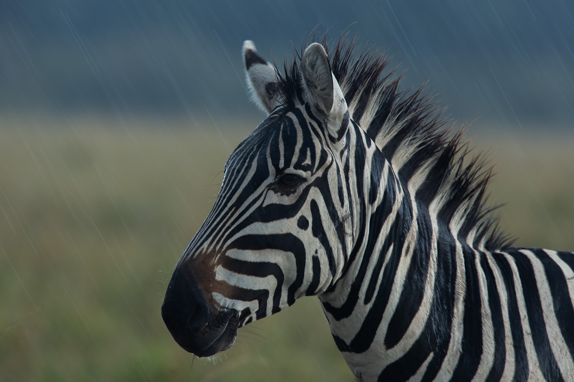 zebra in the rain