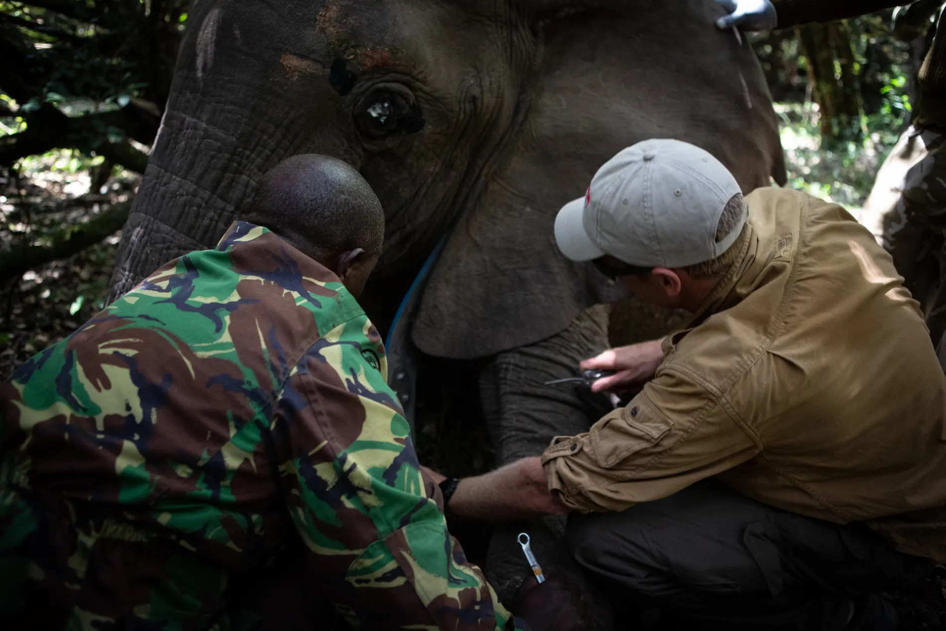 work on elephant