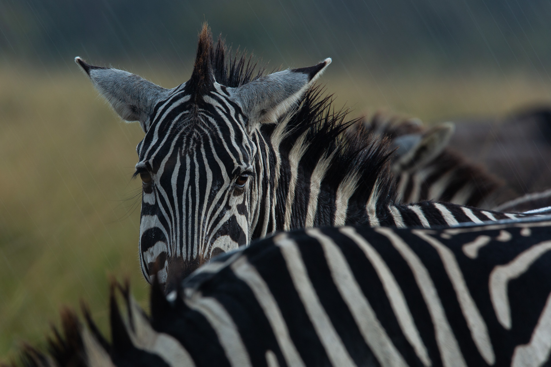 zebras in the rain 