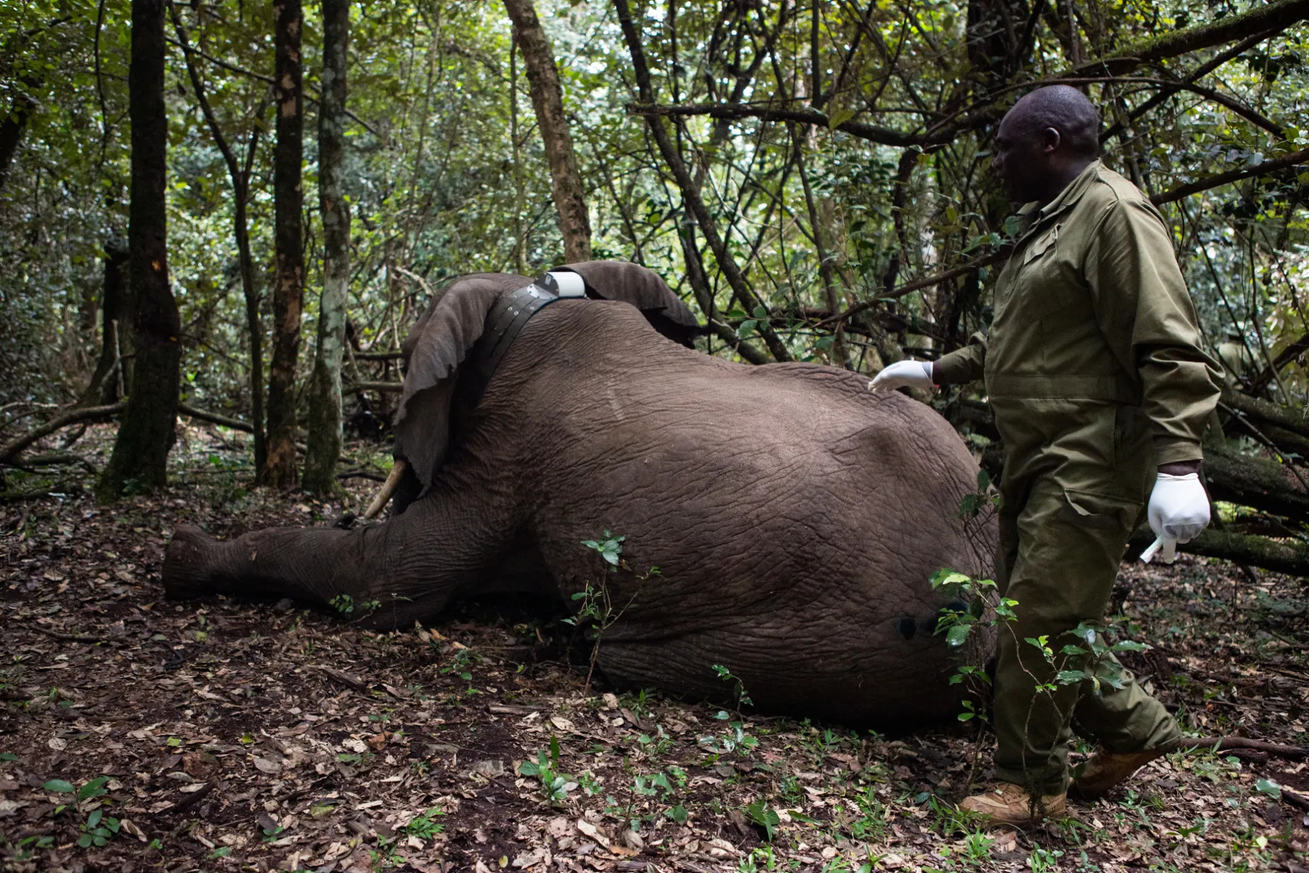 Elephant waking up 