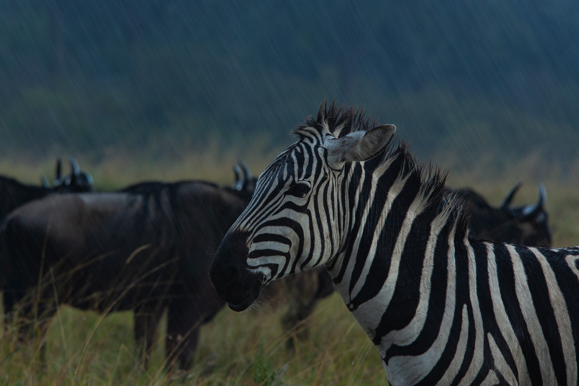 zebra and wildebeest