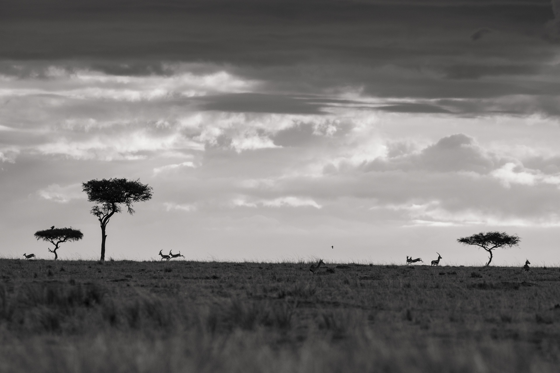 Gazelles and landscape