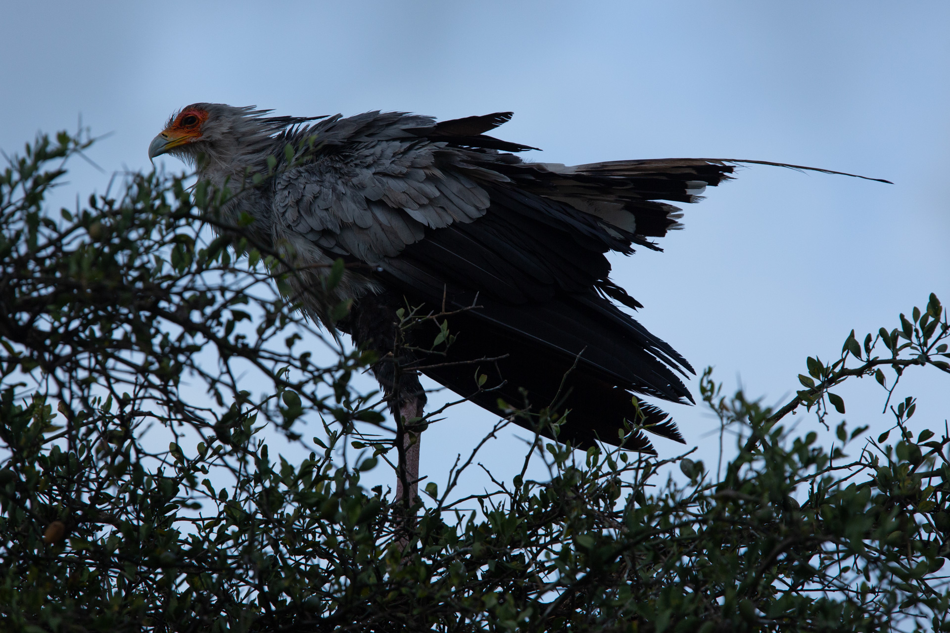 secretary bird