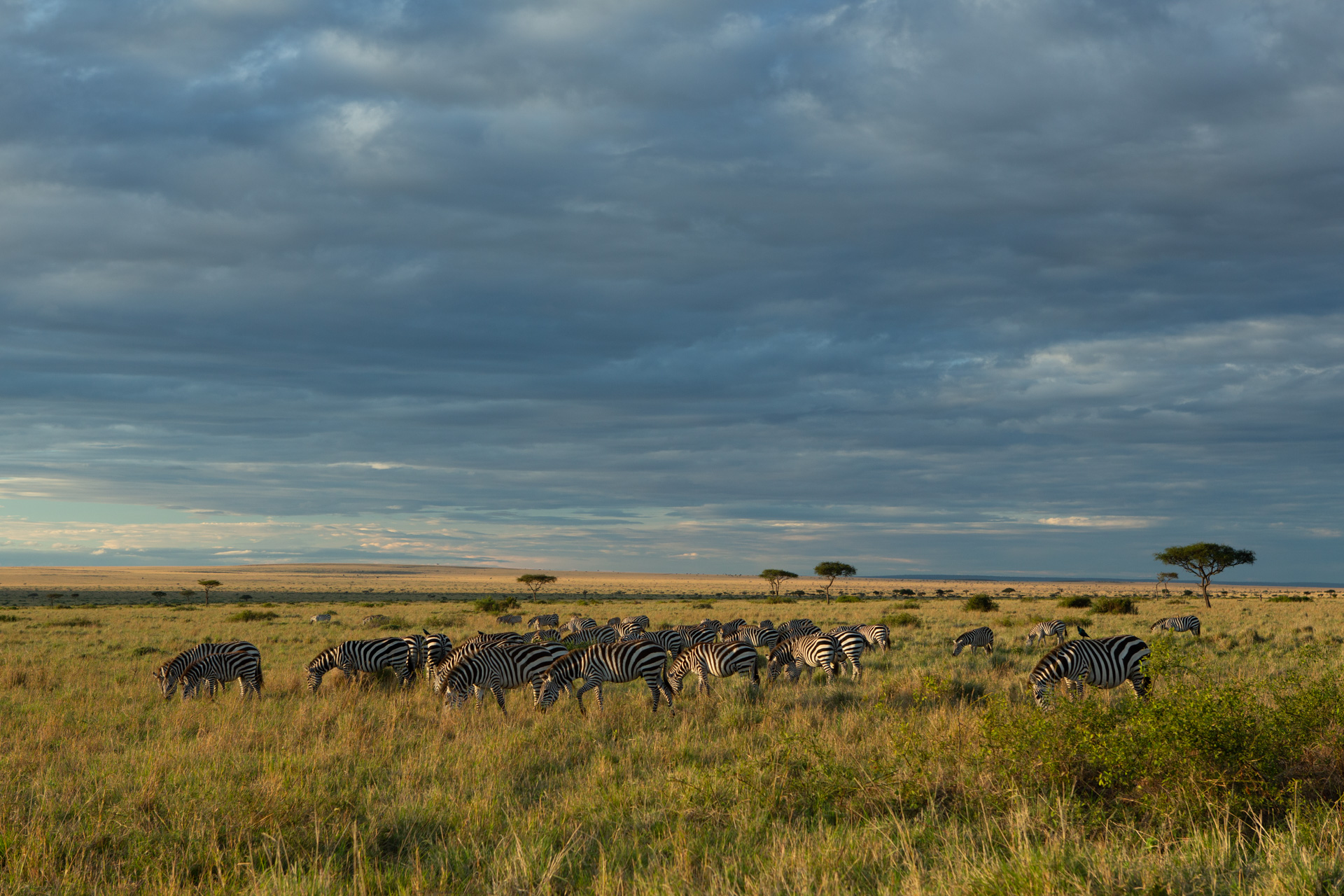 zebra and landscape