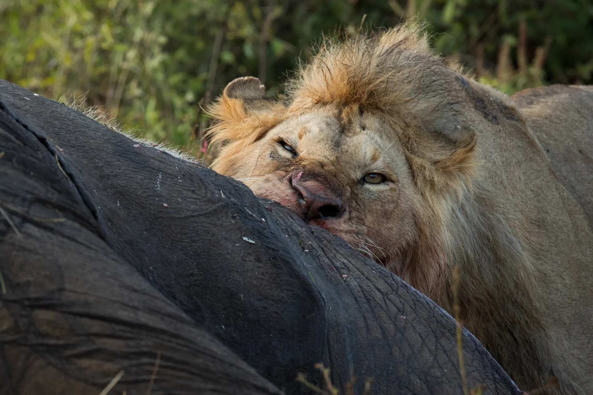 Lion and Elephant