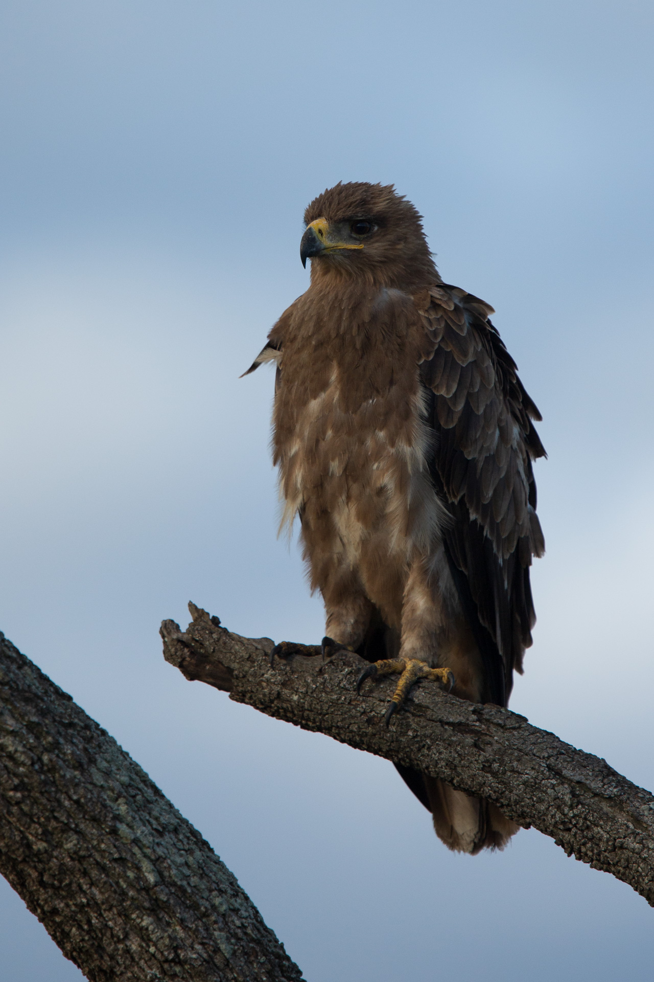 Tawny Eagle