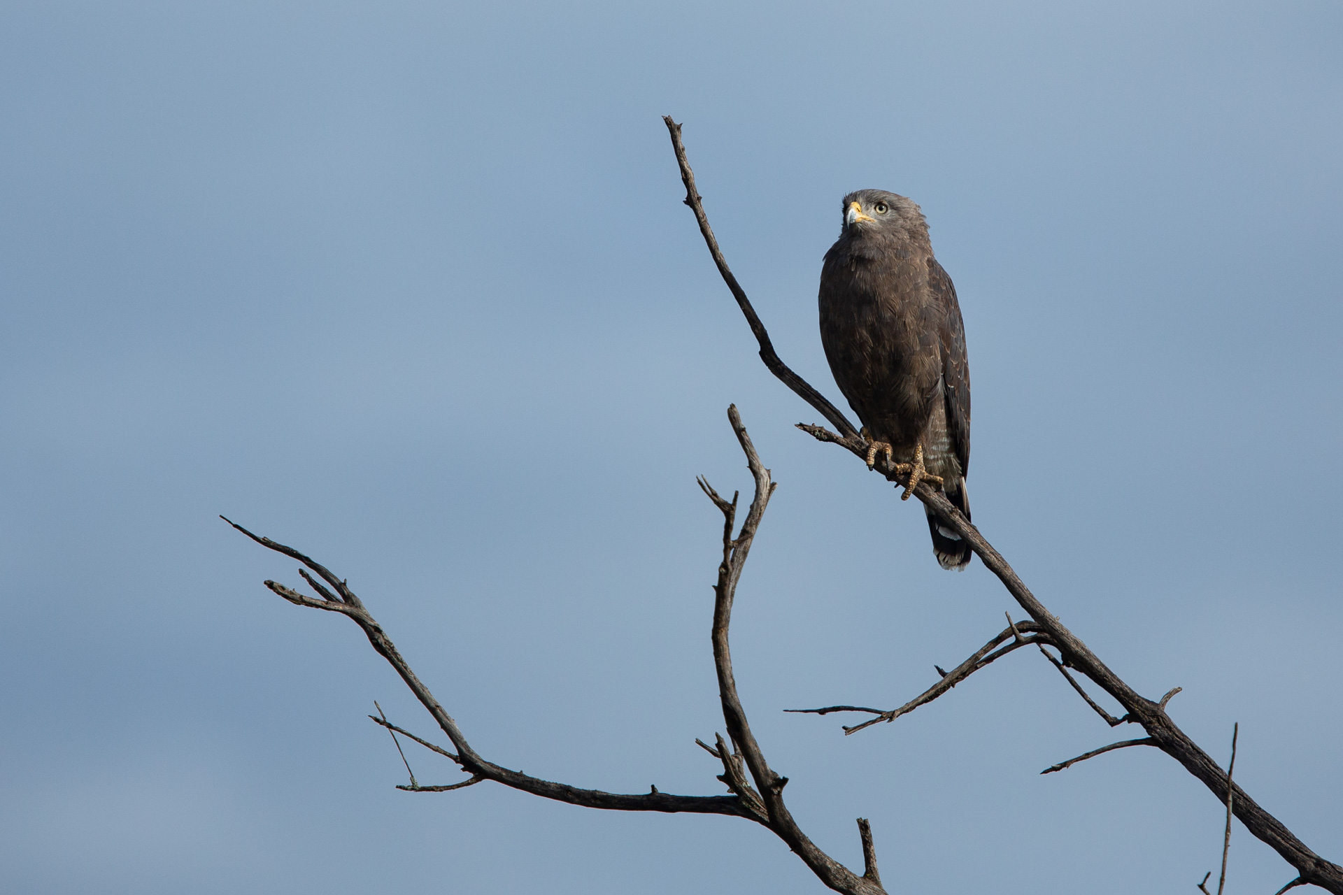 Eagle