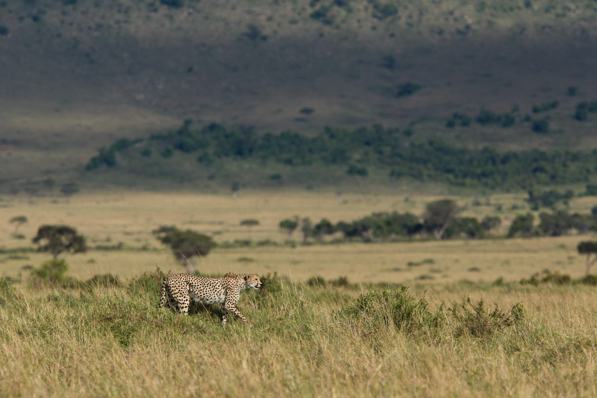 Cheetah