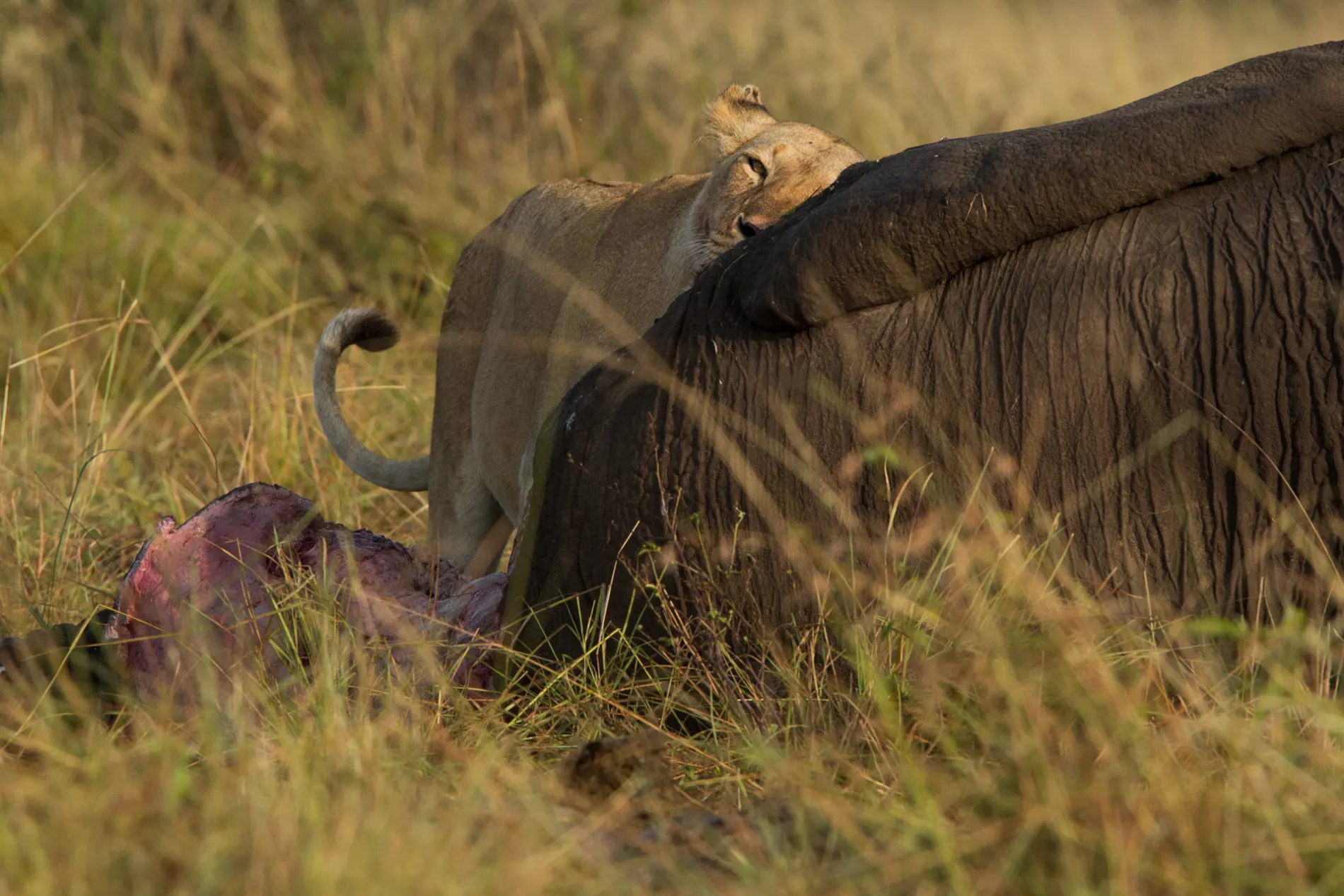 LIoness and elephant