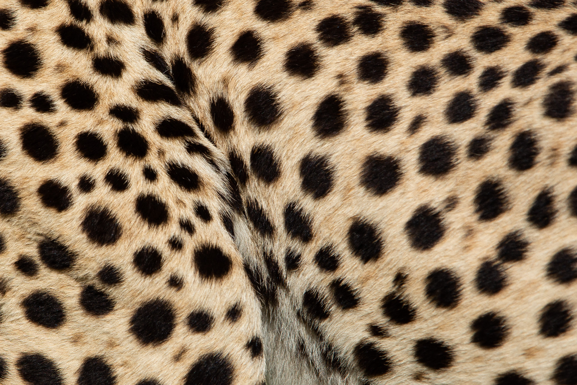 Cheetah skin