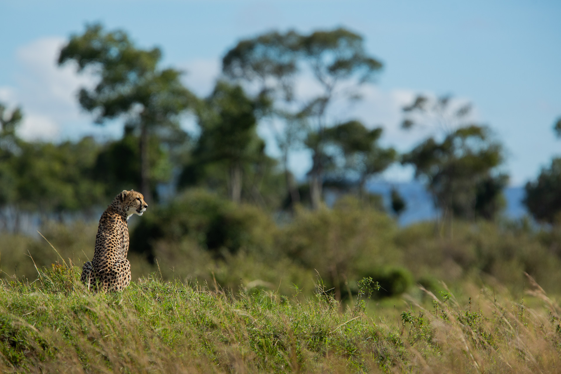 Beautiful cheetah