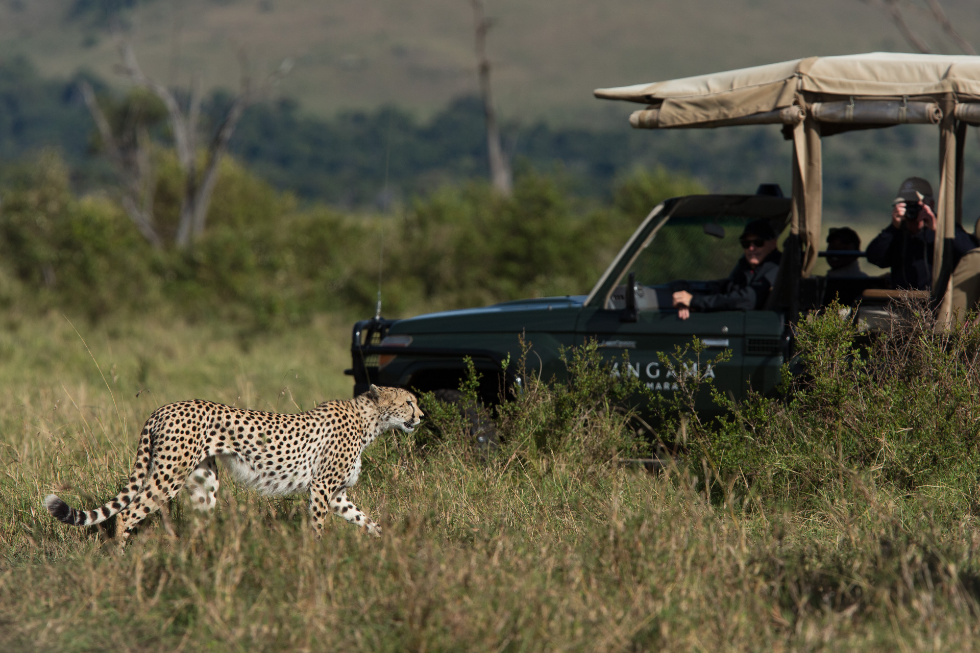 Cheetah & game vehicle