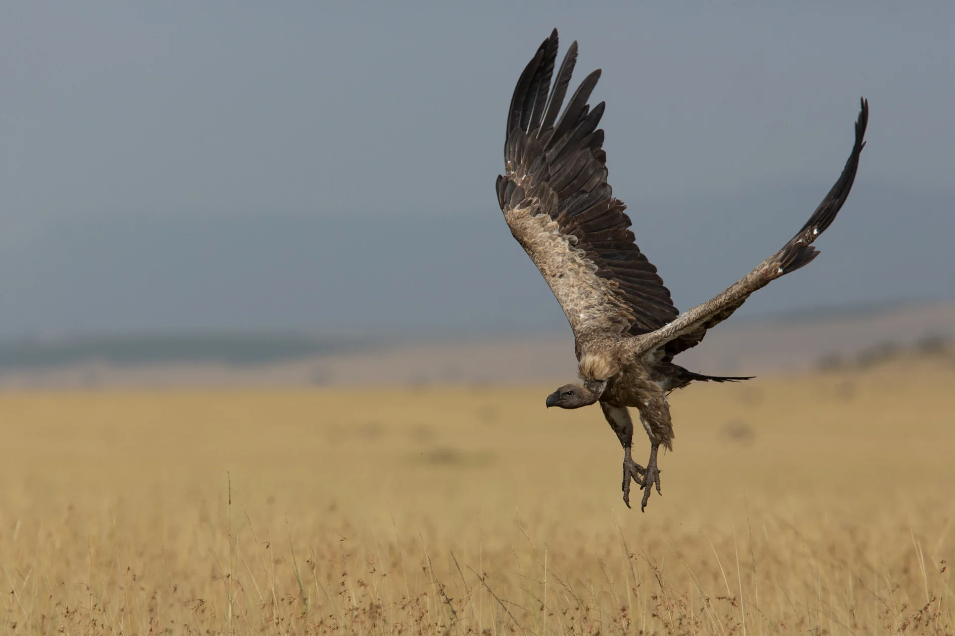 White backed vulture