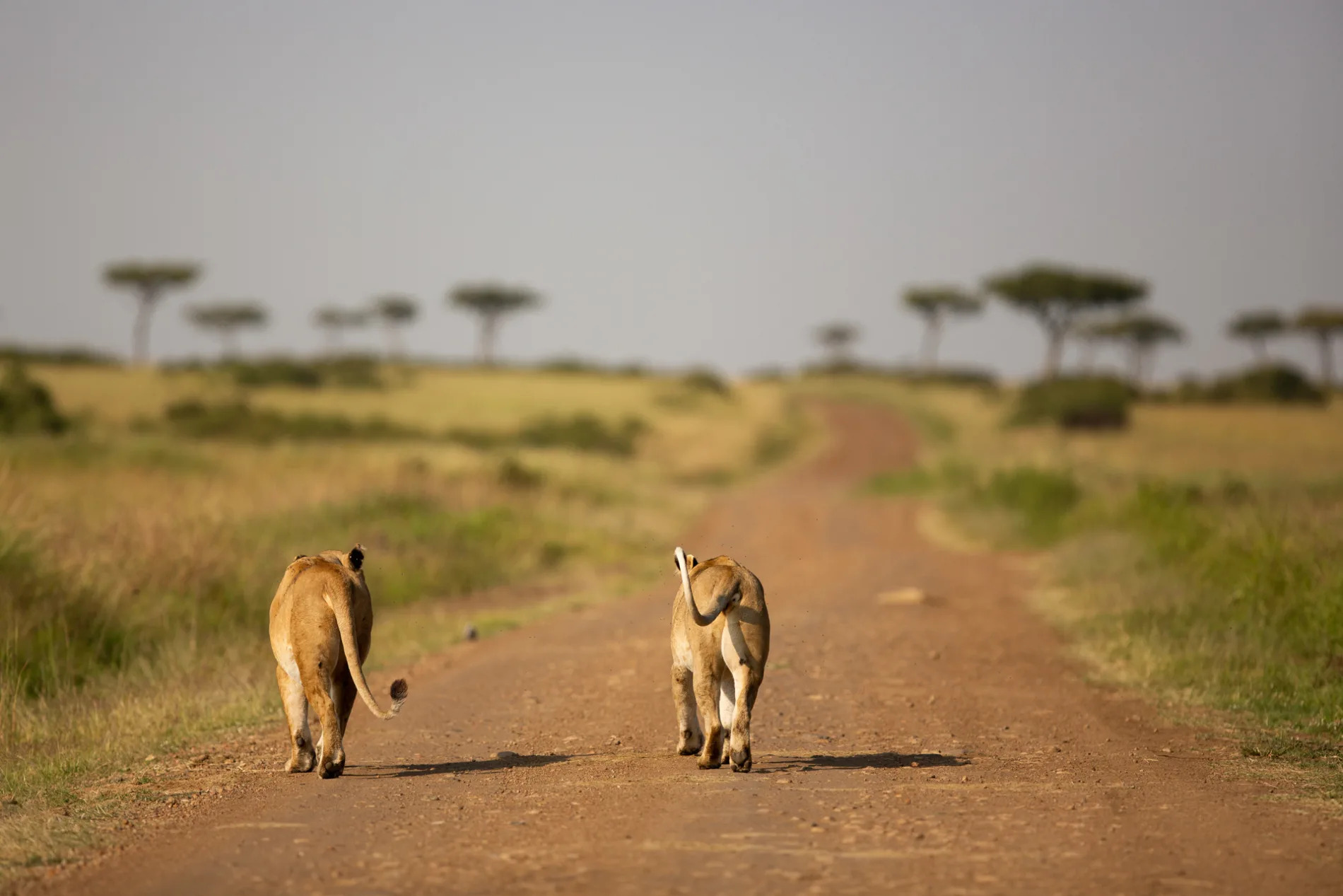 lions walking down road