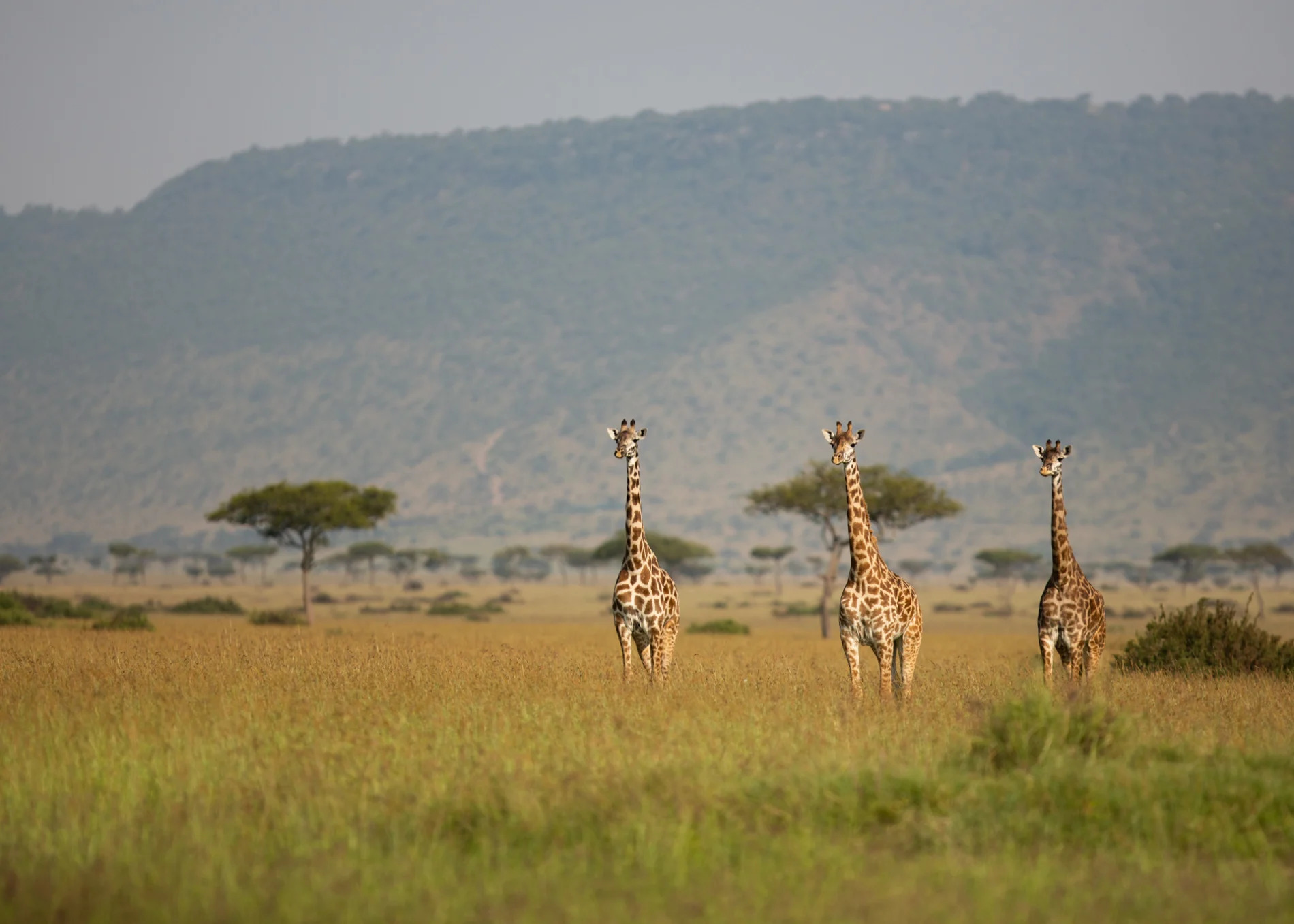 giraffe with escarpment