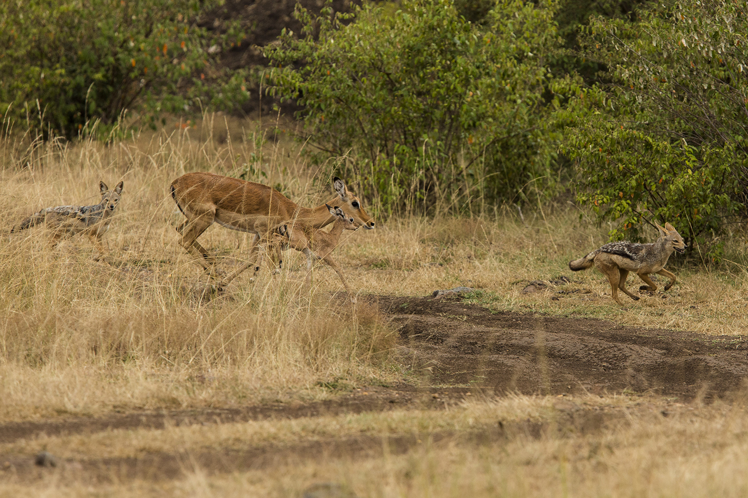 impala jackal 19