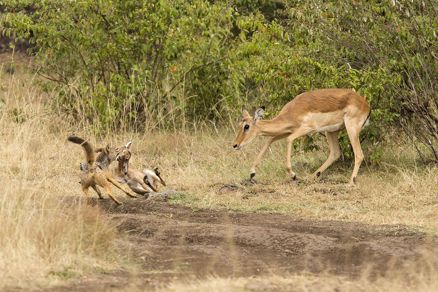 impala jackal27