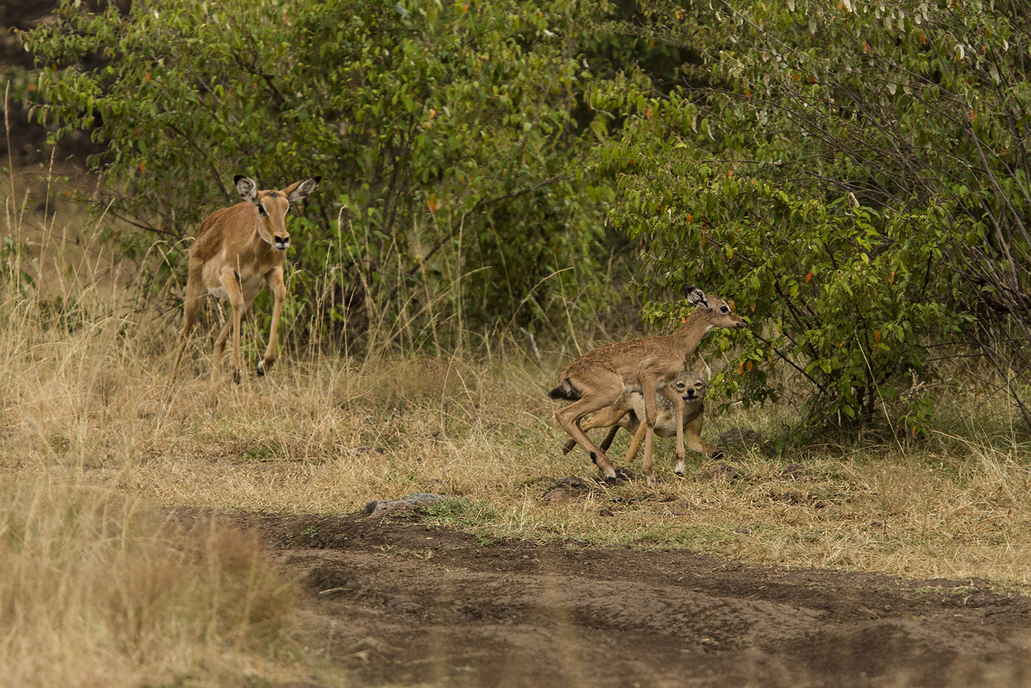 Impala jackal 32