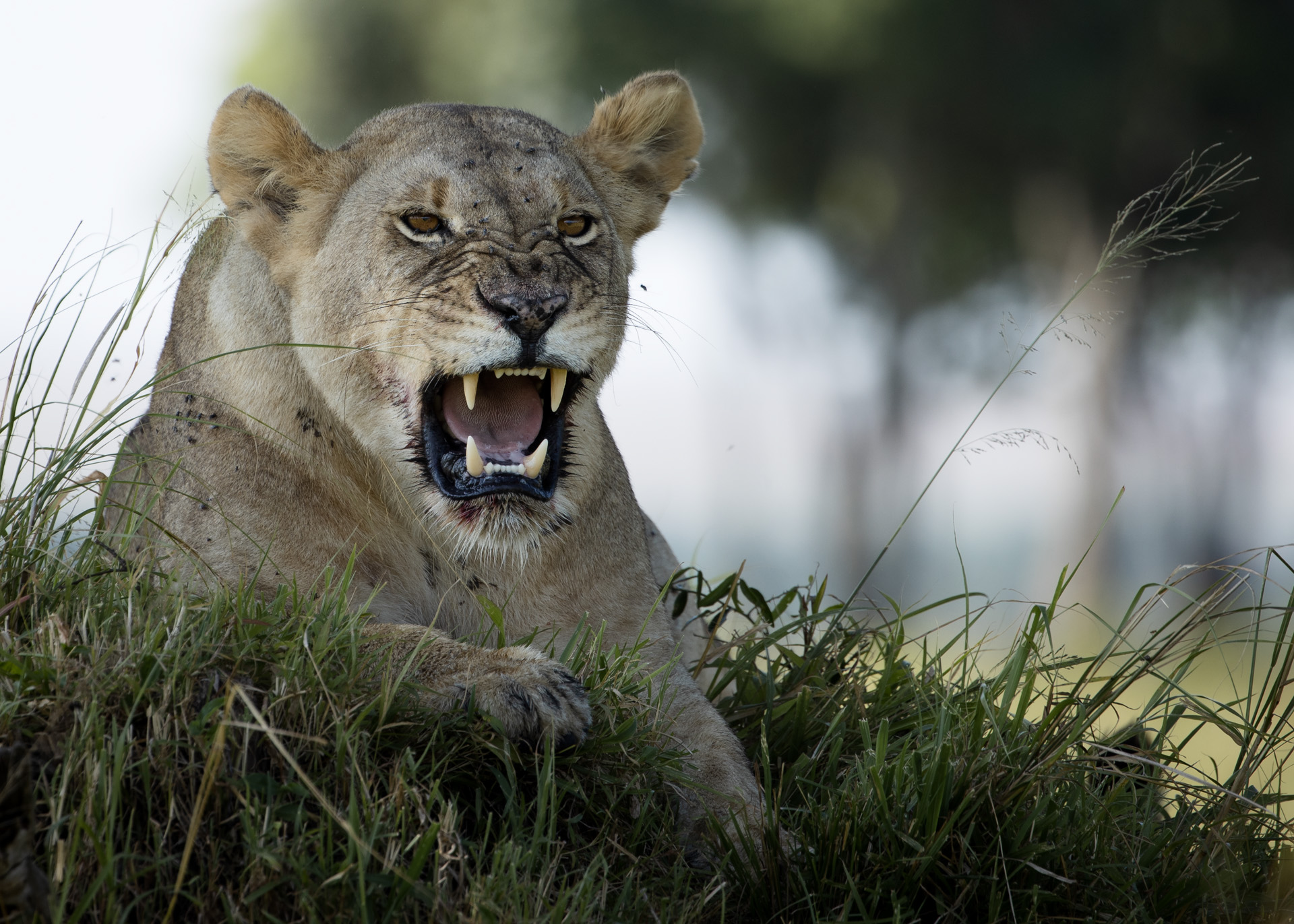 Lioness Snarl  