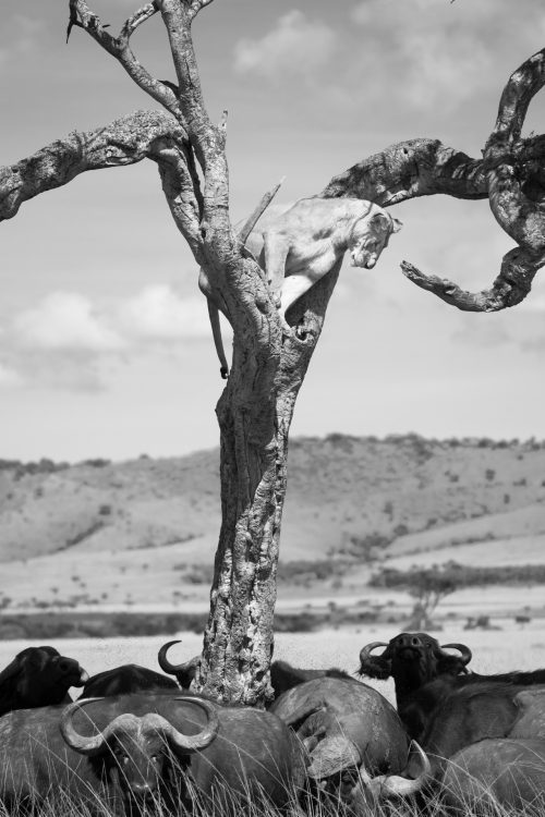 A lioness is chased up a tree by a herd of buffalo