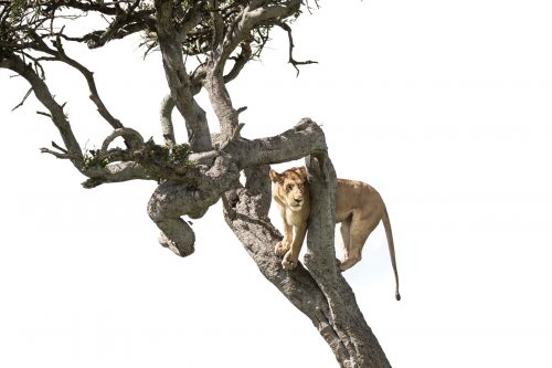 The lioness waits until she's safe before climbing down