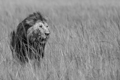 The male lion arrives to chase off the buffalo