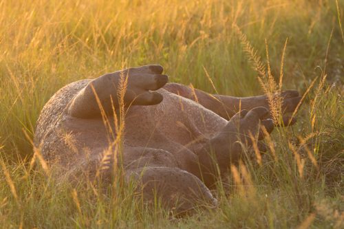 A hippo carcass