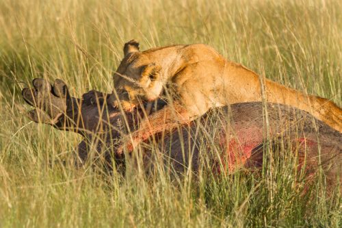 A fortunate lioness feasting on the hippo carcass all alone
