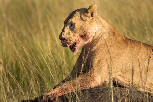 The greedy lioness satisfied after gorging herself