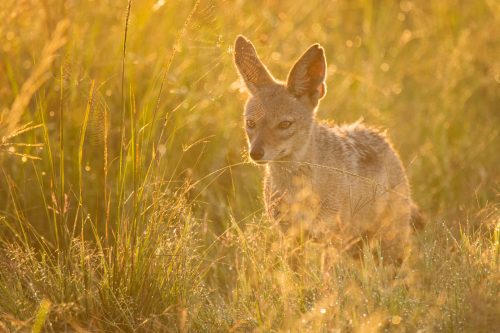 A jackal in the grass